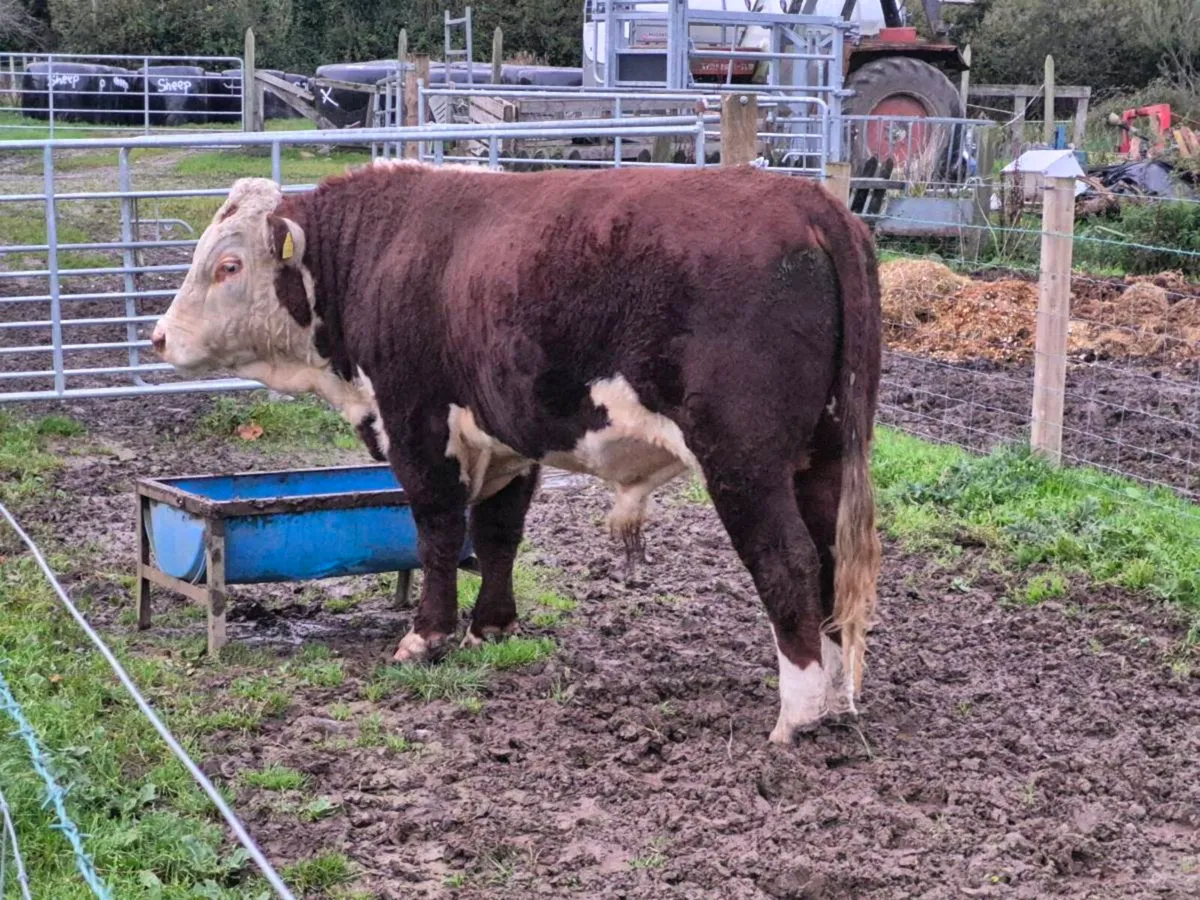 Polled hereford bull - Image 4