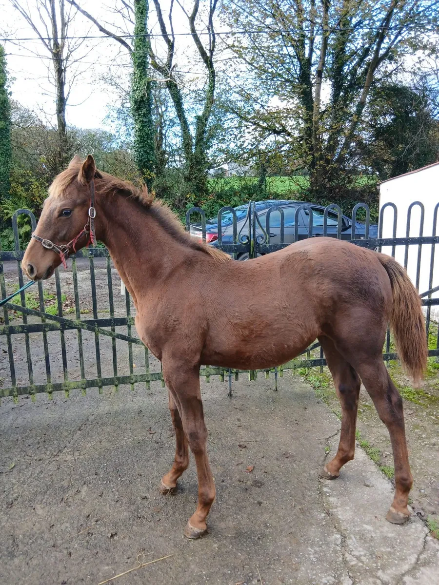 Tis horse colt foal. - Image 1