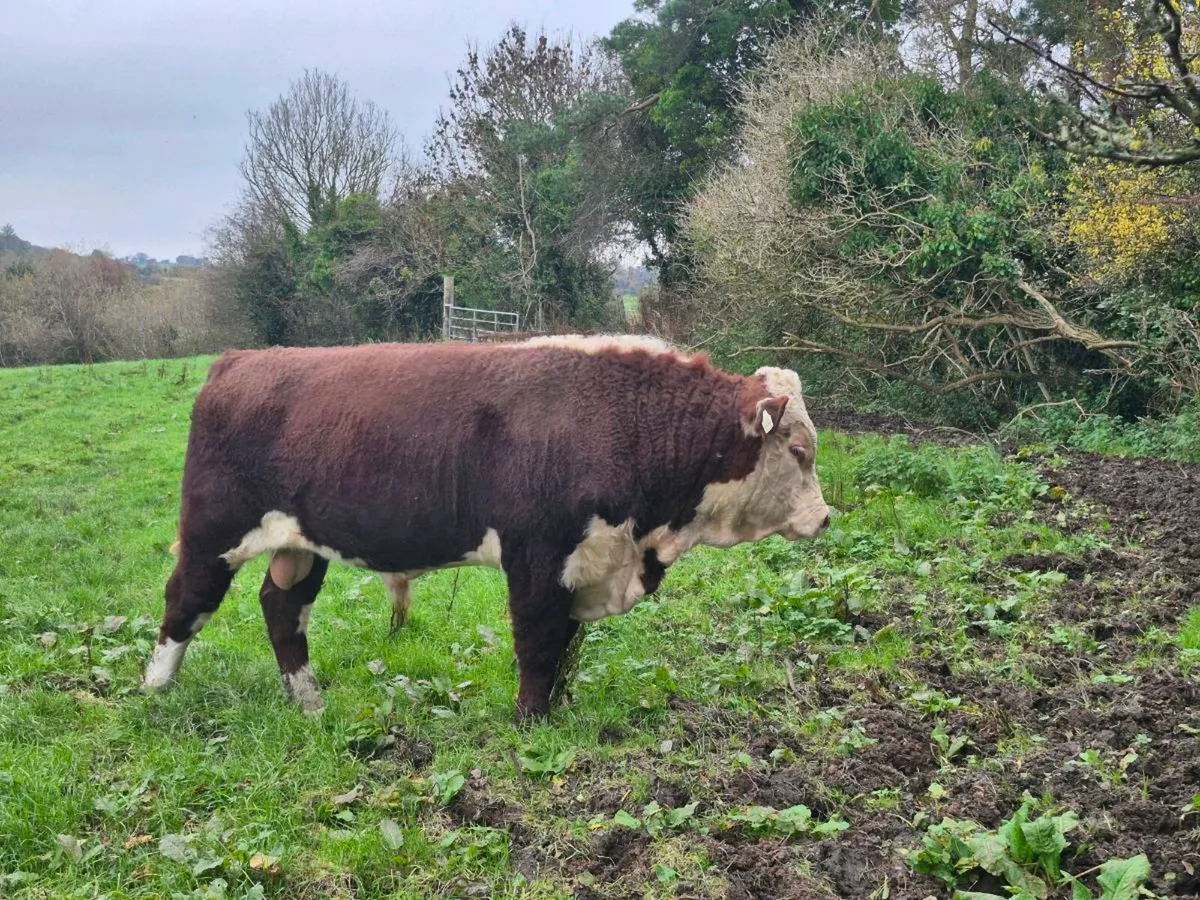 Polled hereford bull - Image 1