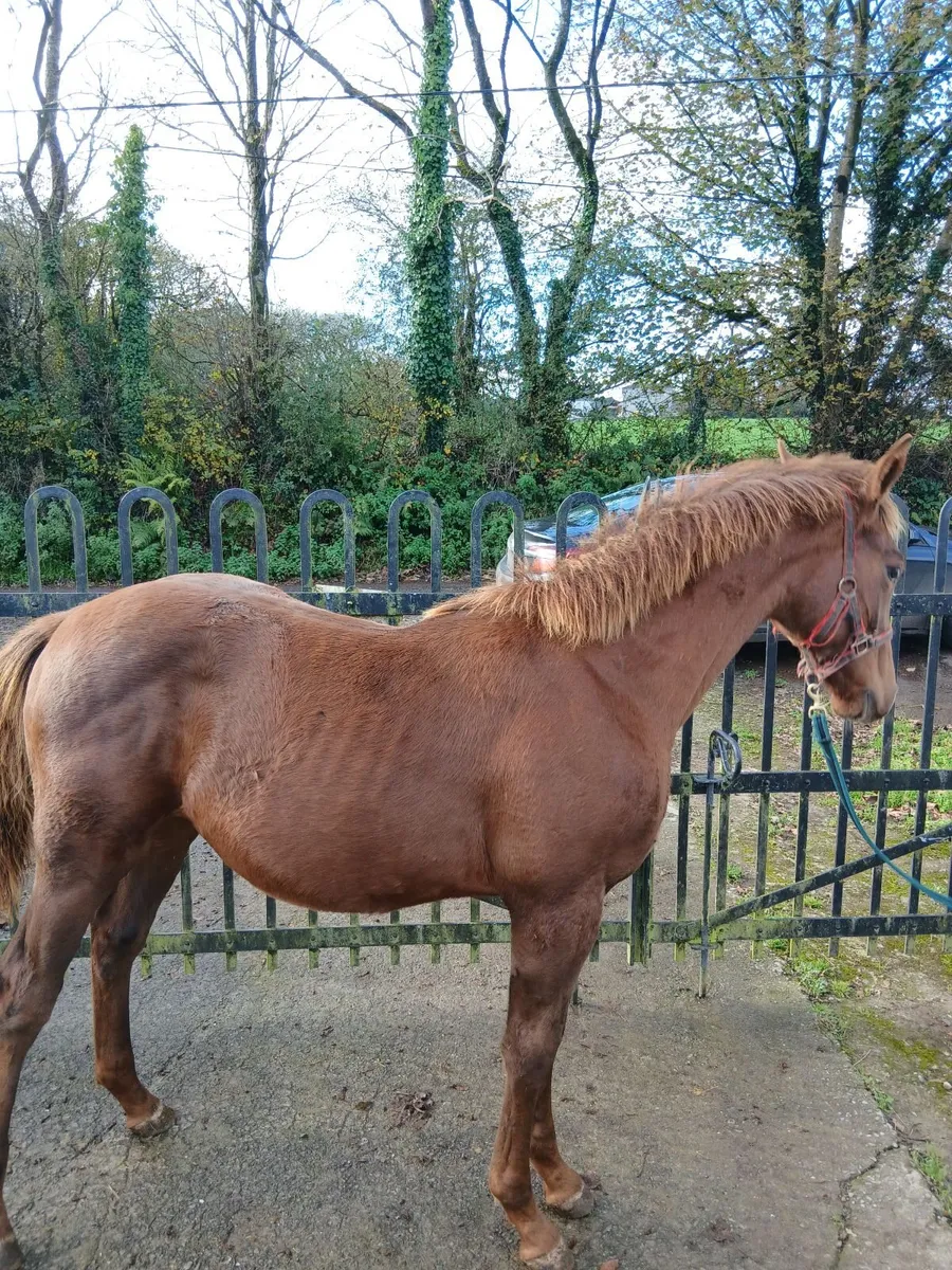 Tis horse colt foal. - Image 3