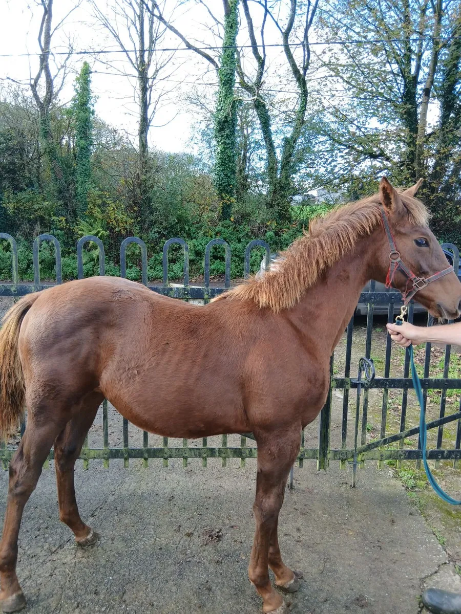 Tis horse colt foal. - Image 4