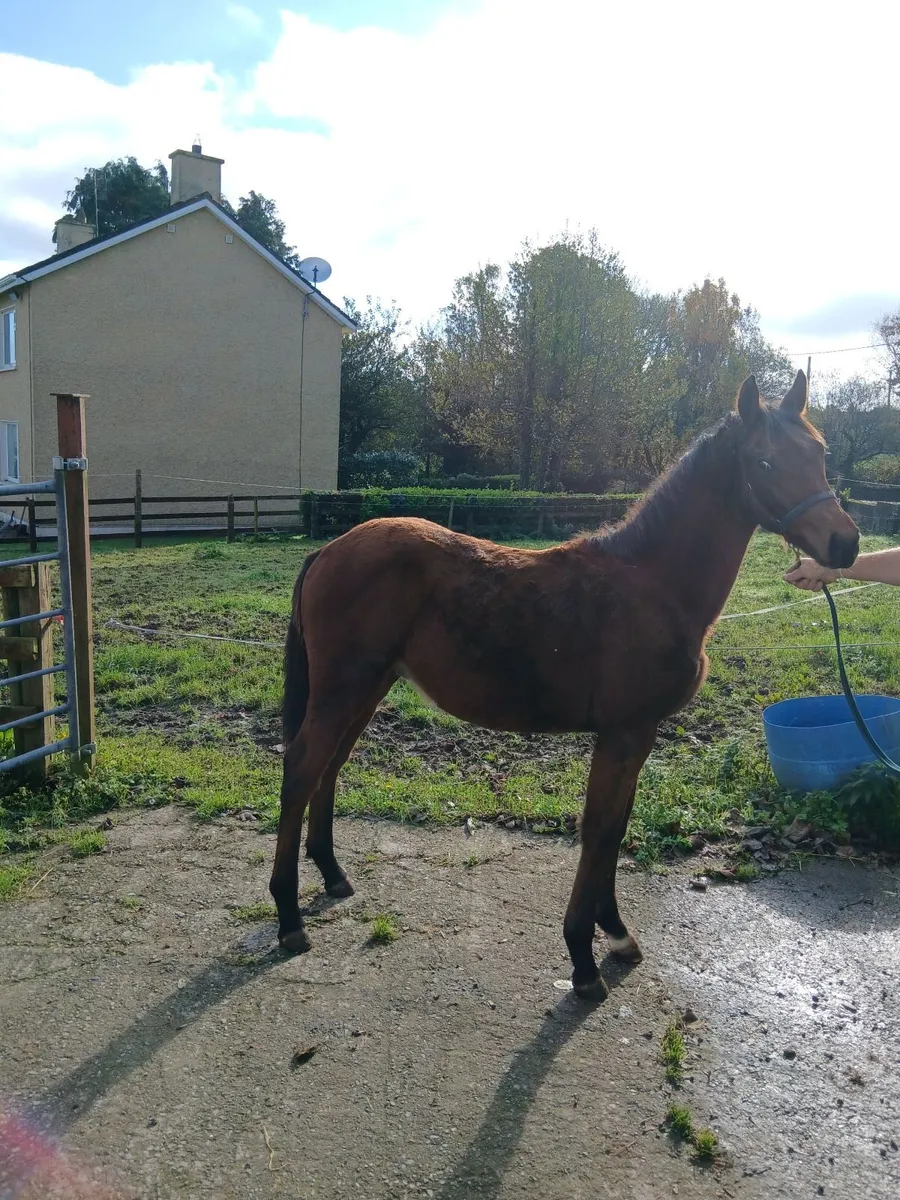 Horse - Image 1