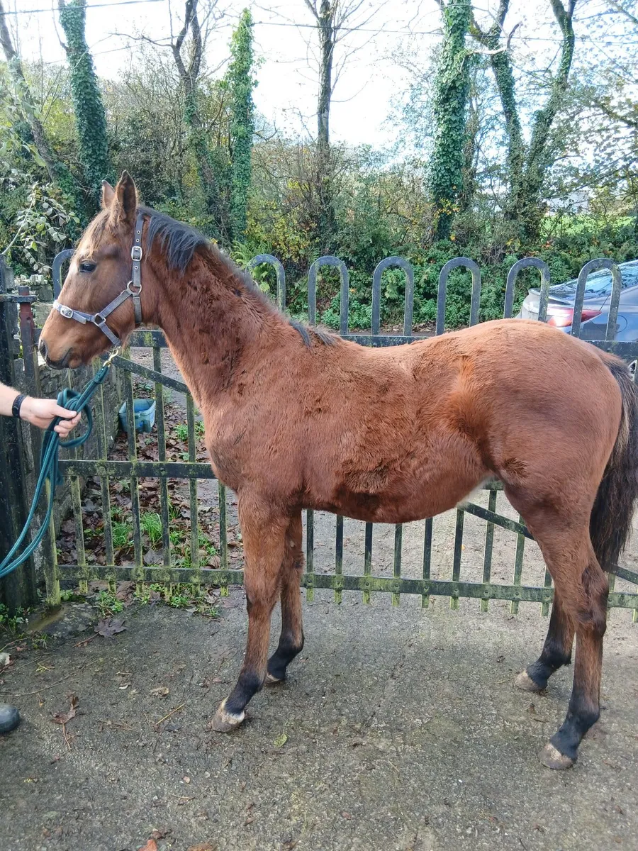 Horse - Image 2