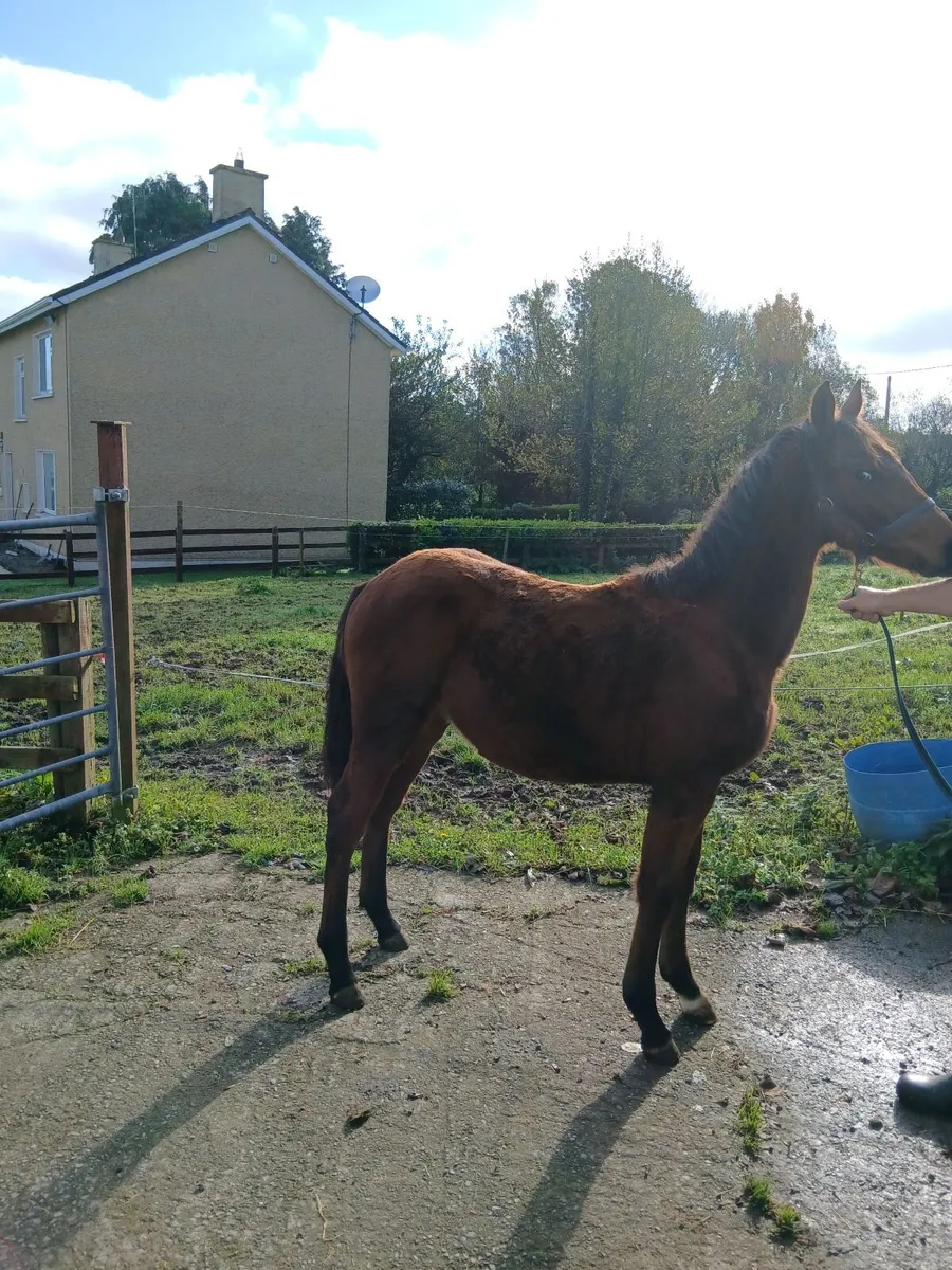 Horse - Image 4