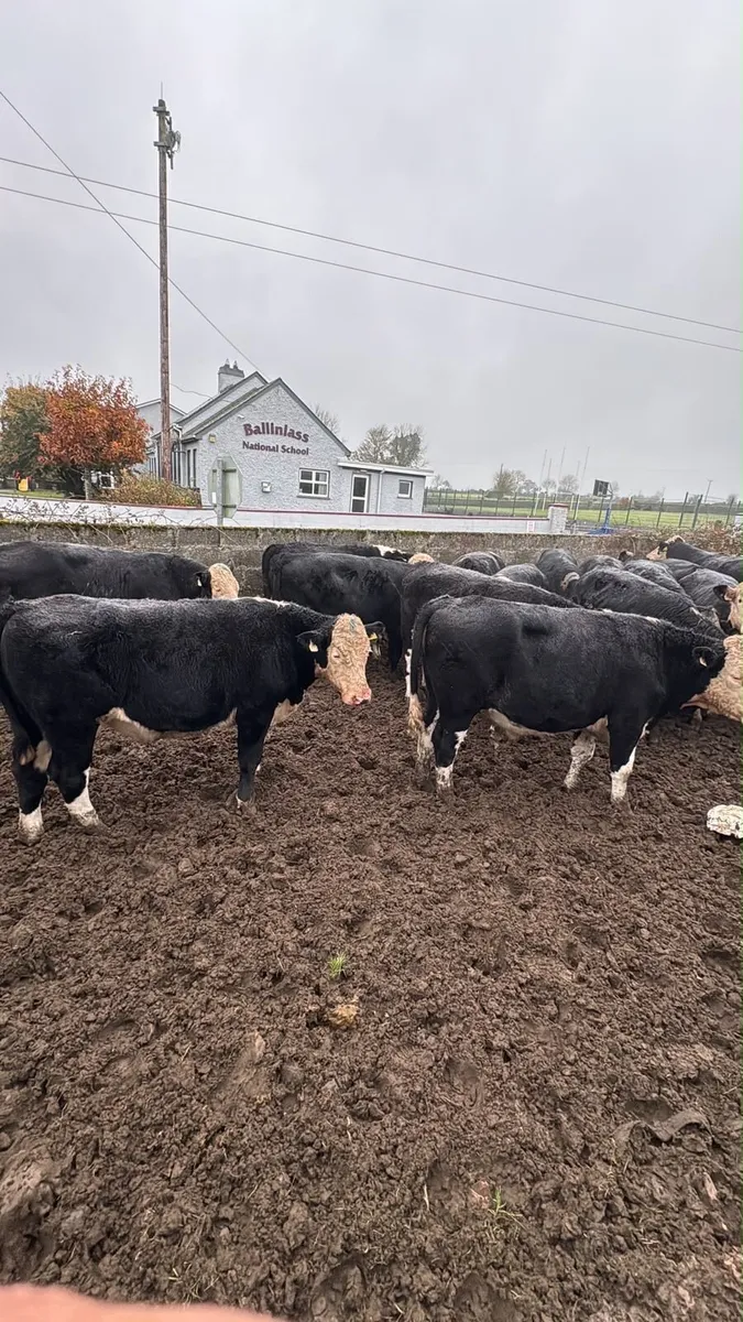 30 Herefords - Image 1