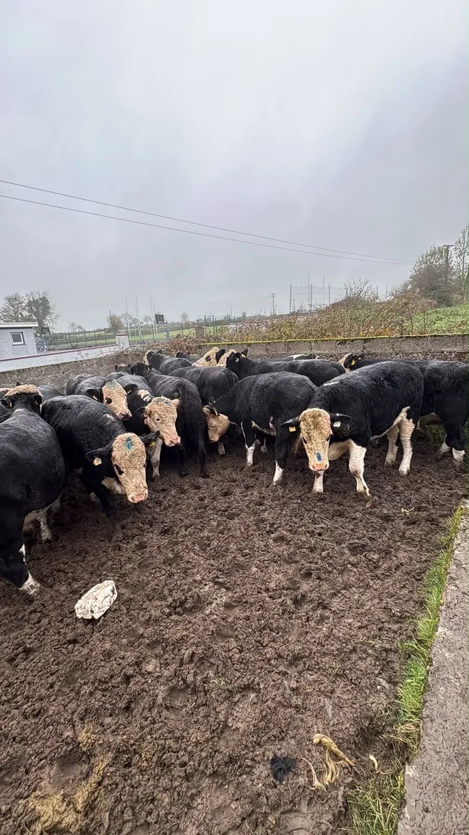 30 Herefords - Image 2