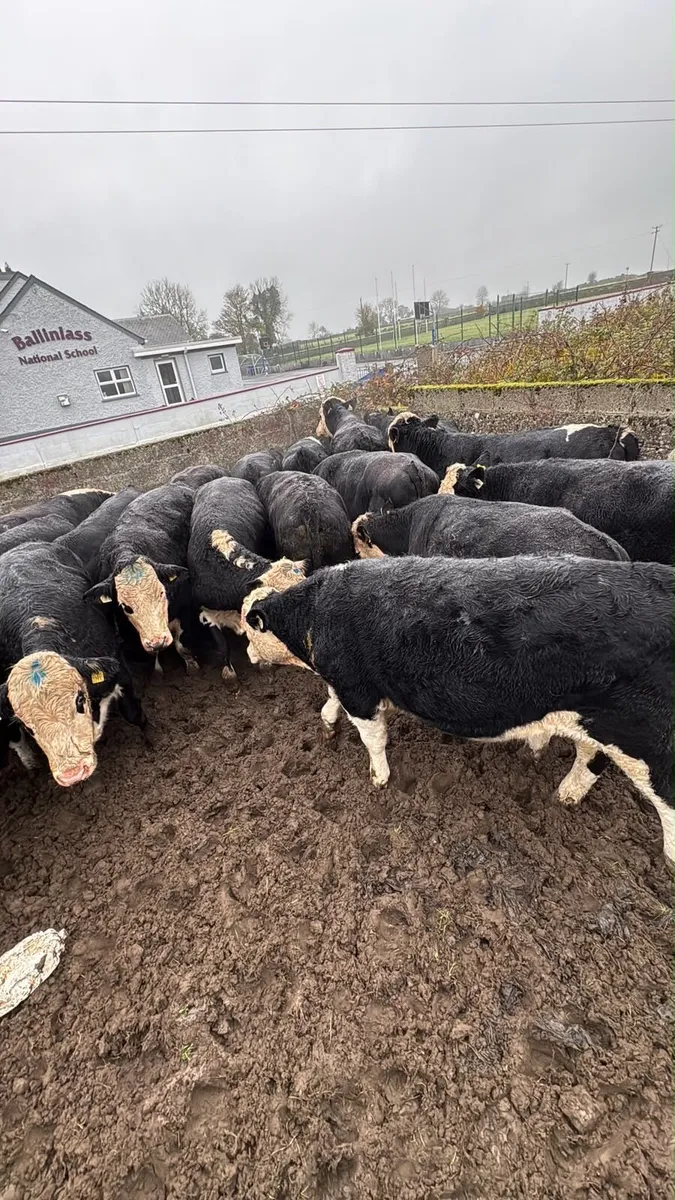 30 Herefords - Image 3