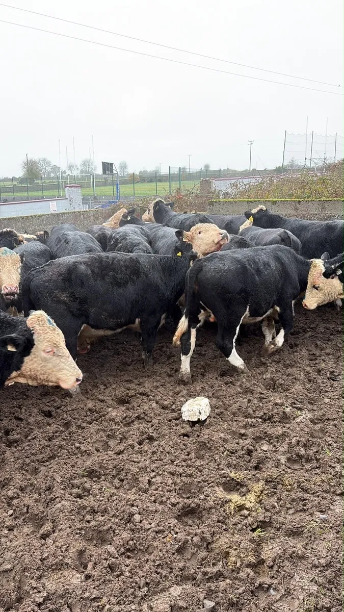 30 Herefords - Image 4