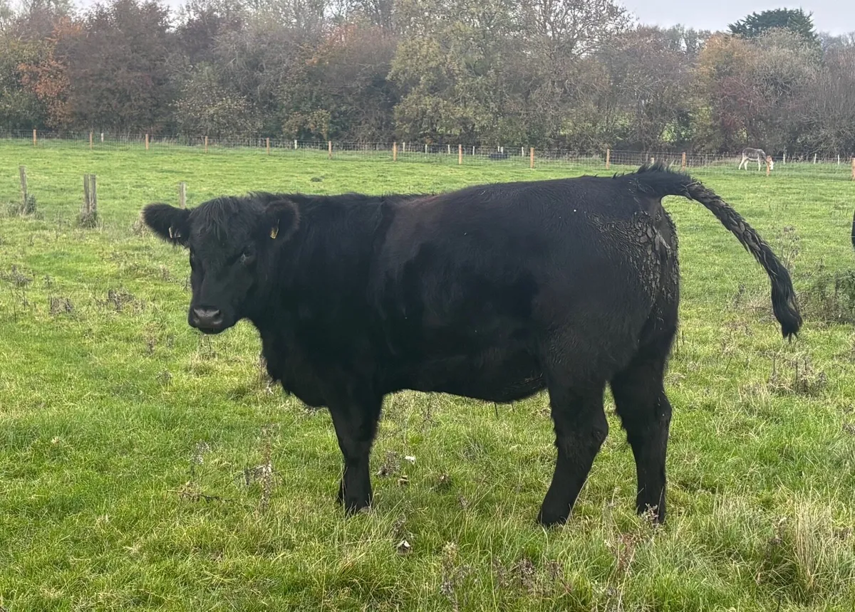 PBR Angus Heifer - Image 1