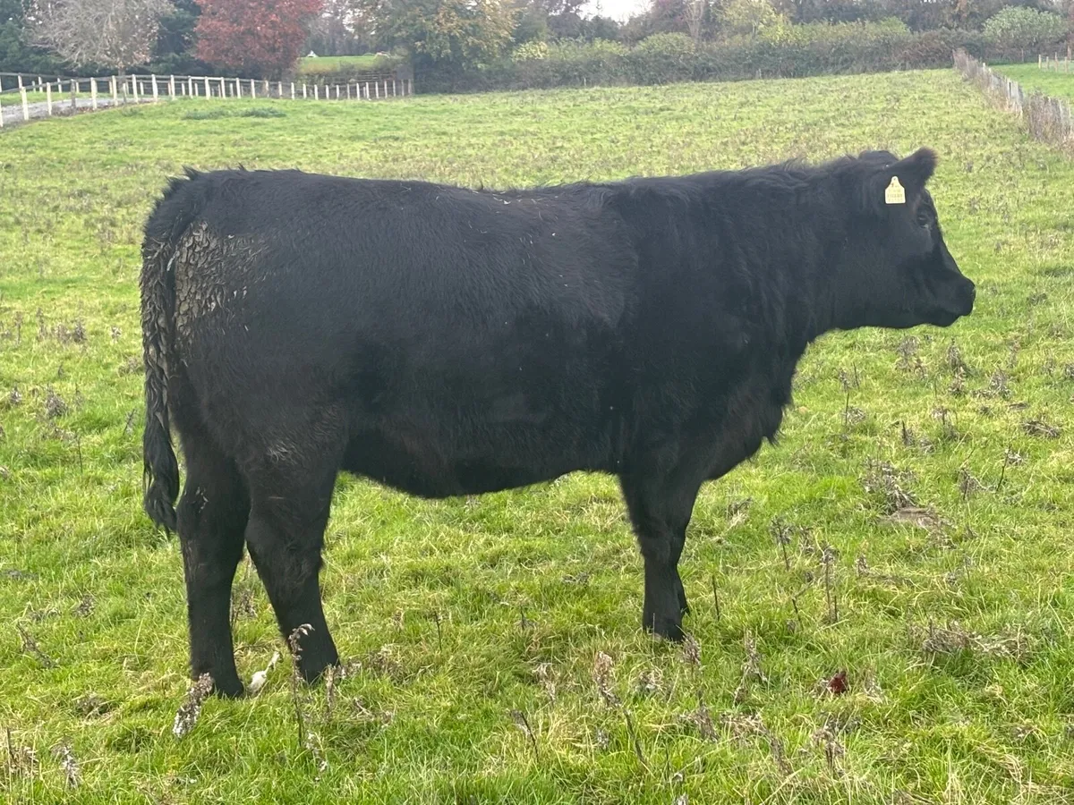 PBR Angus Heifer - Image 2