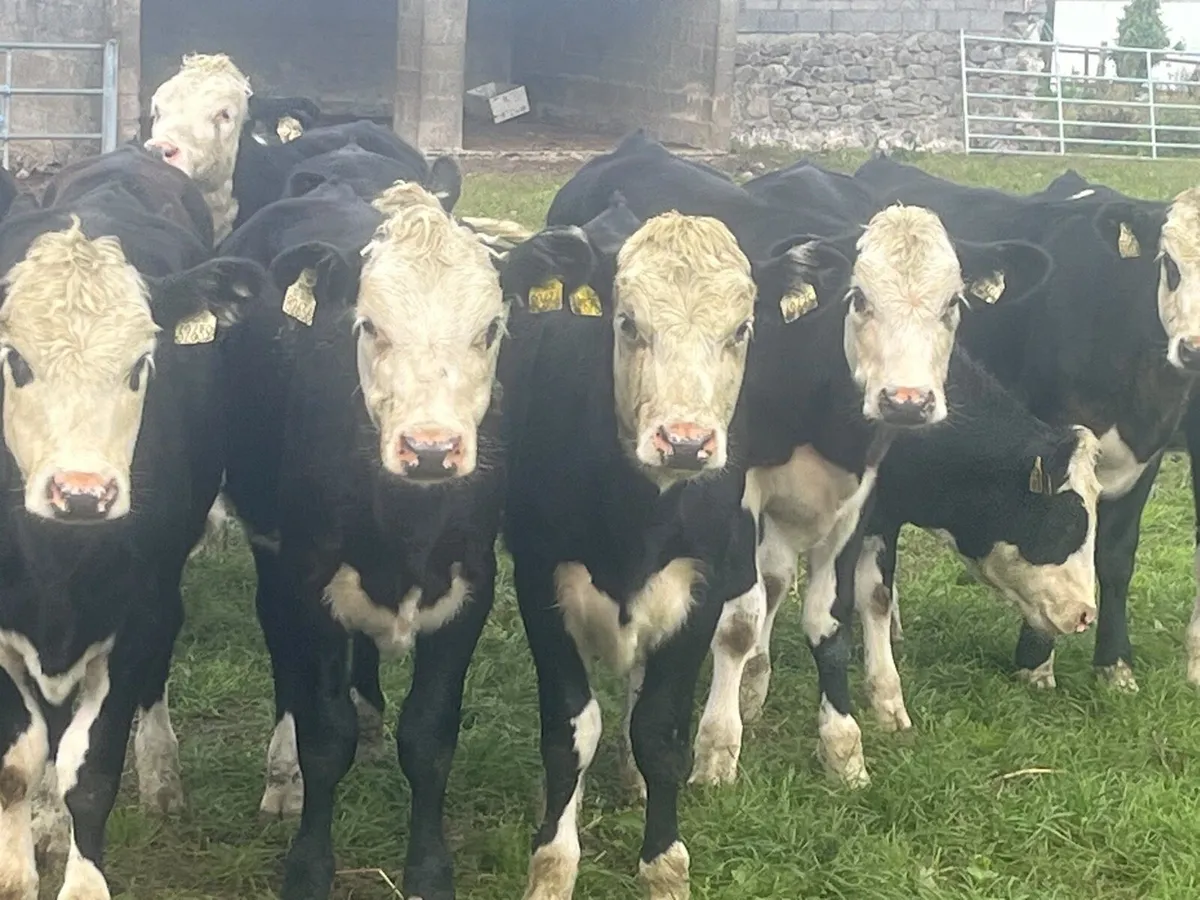 Heifer Weanlings - Image 2