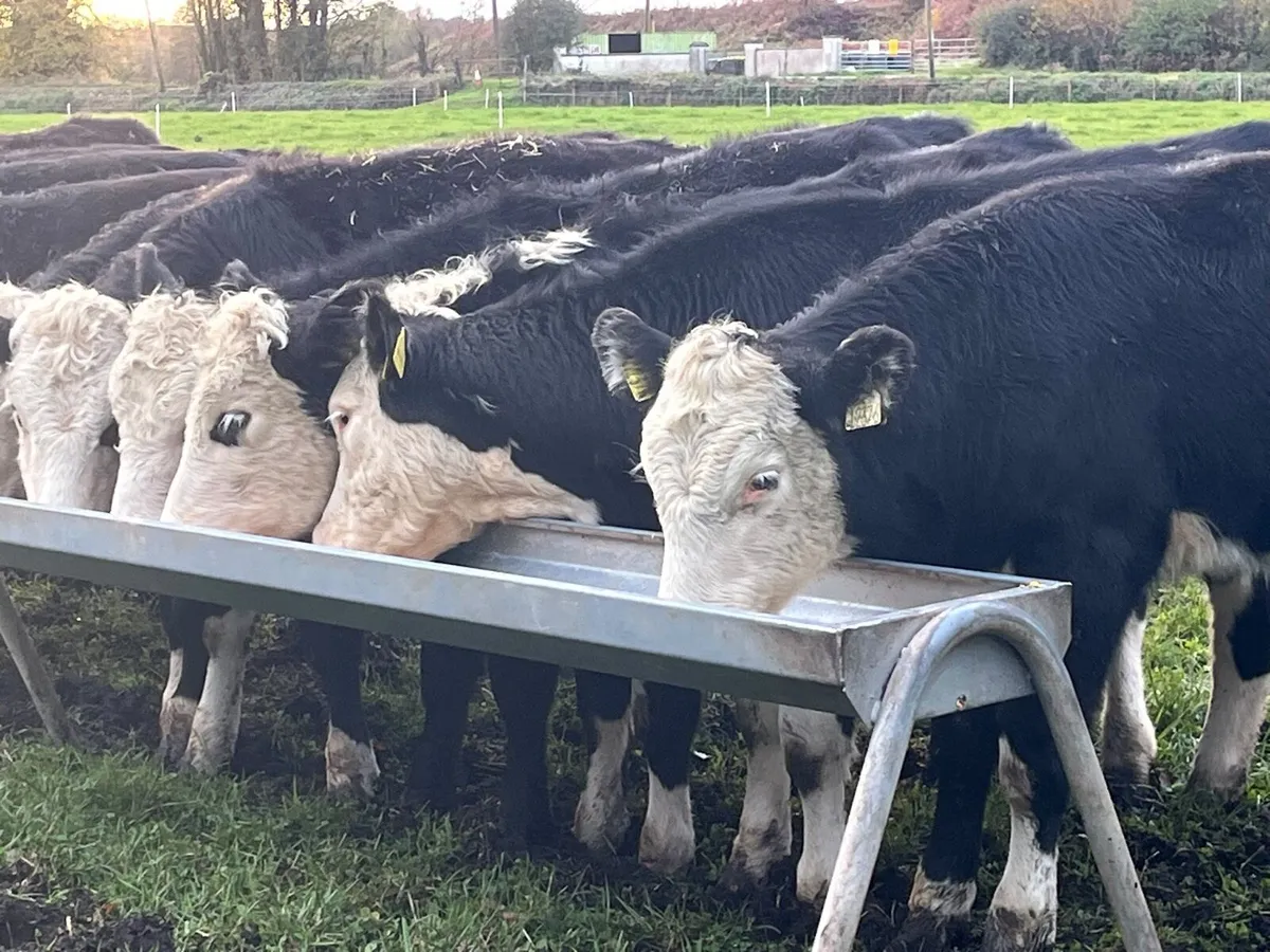 Heifer Weanlings - Image 3