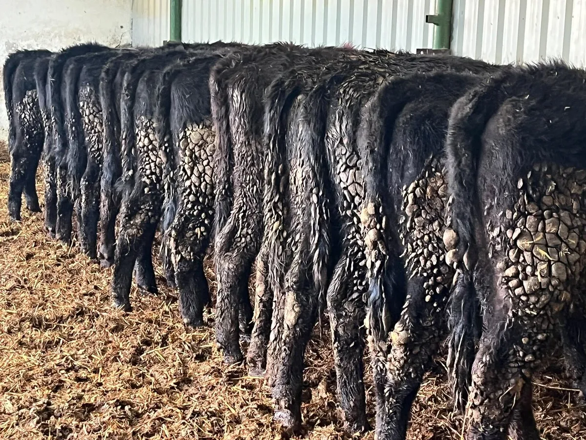 Heifer Weanlings - Image 4