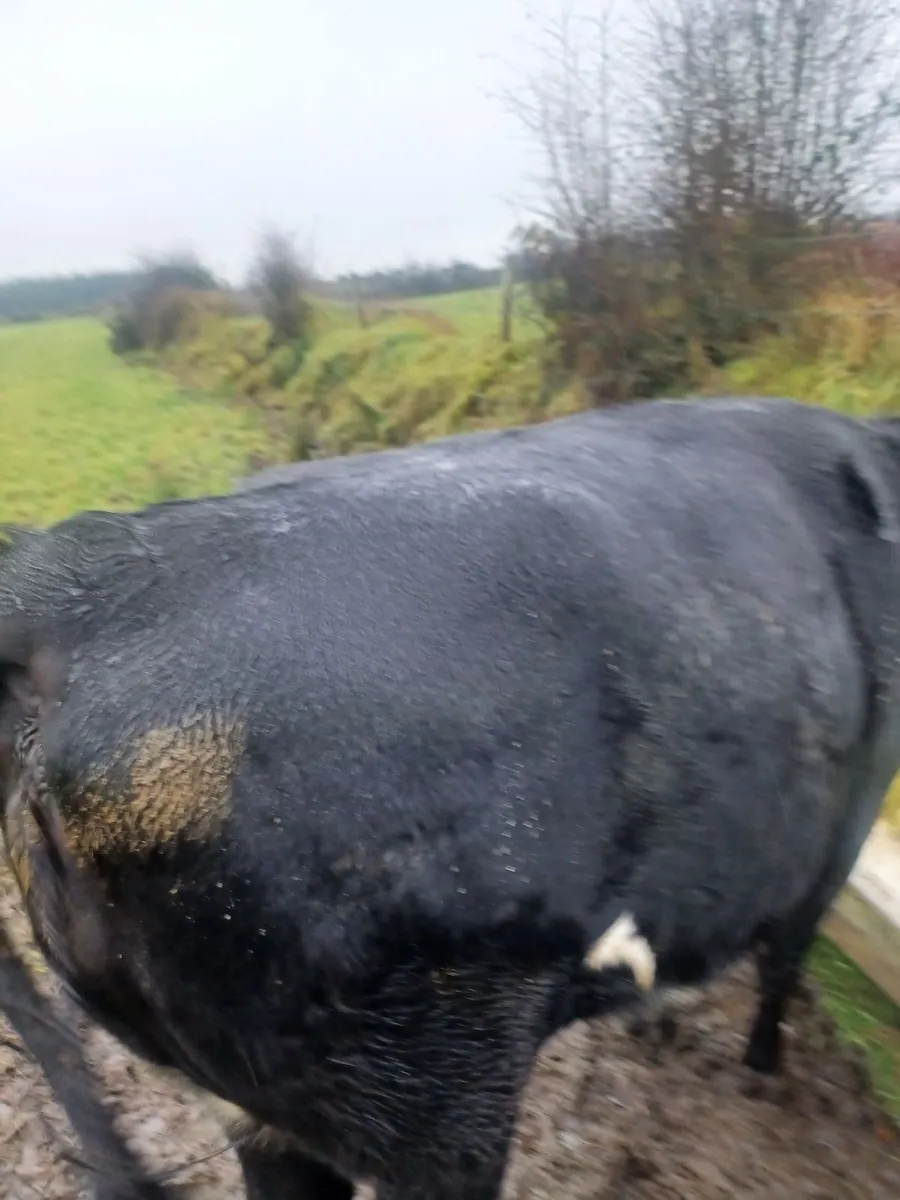 Springer heifer for sale - Image 2
