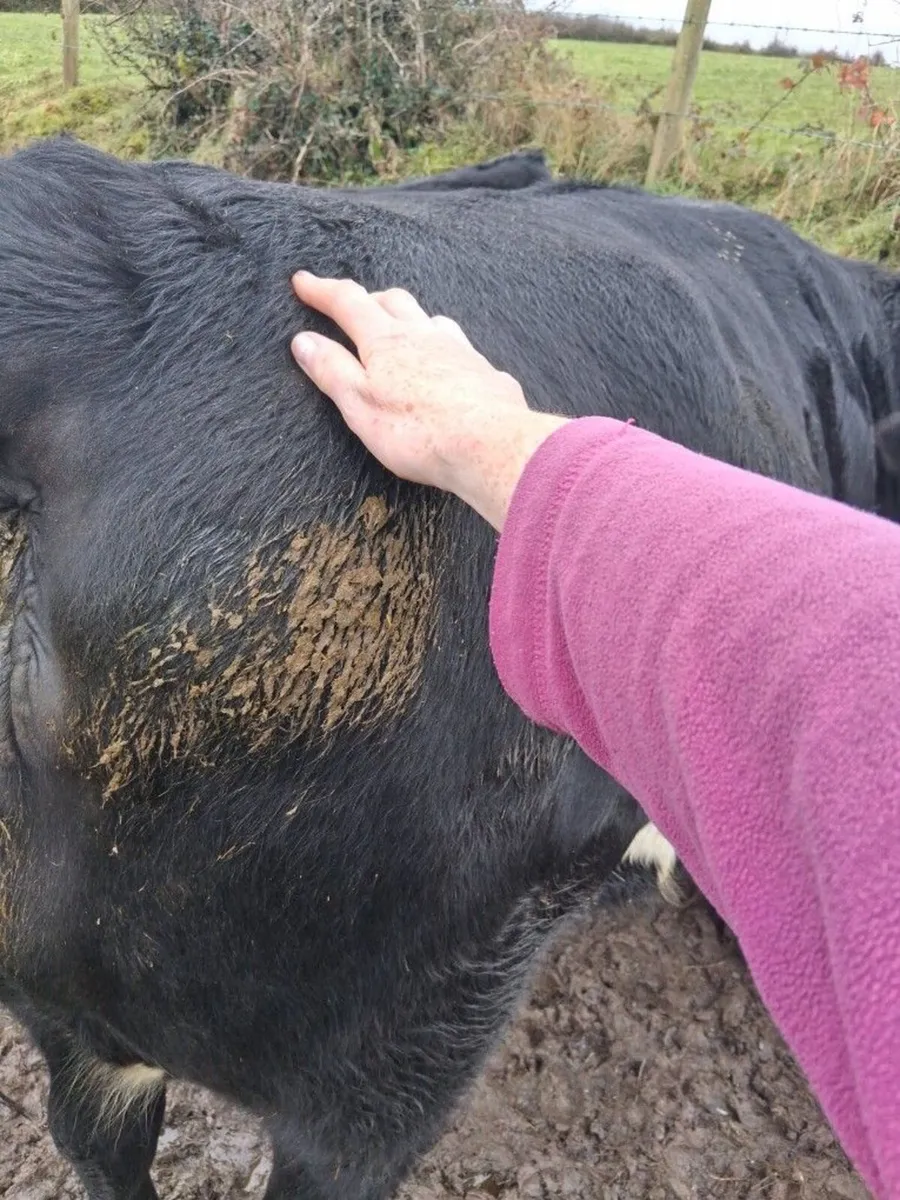 Springer heifer for sale - Image 1
