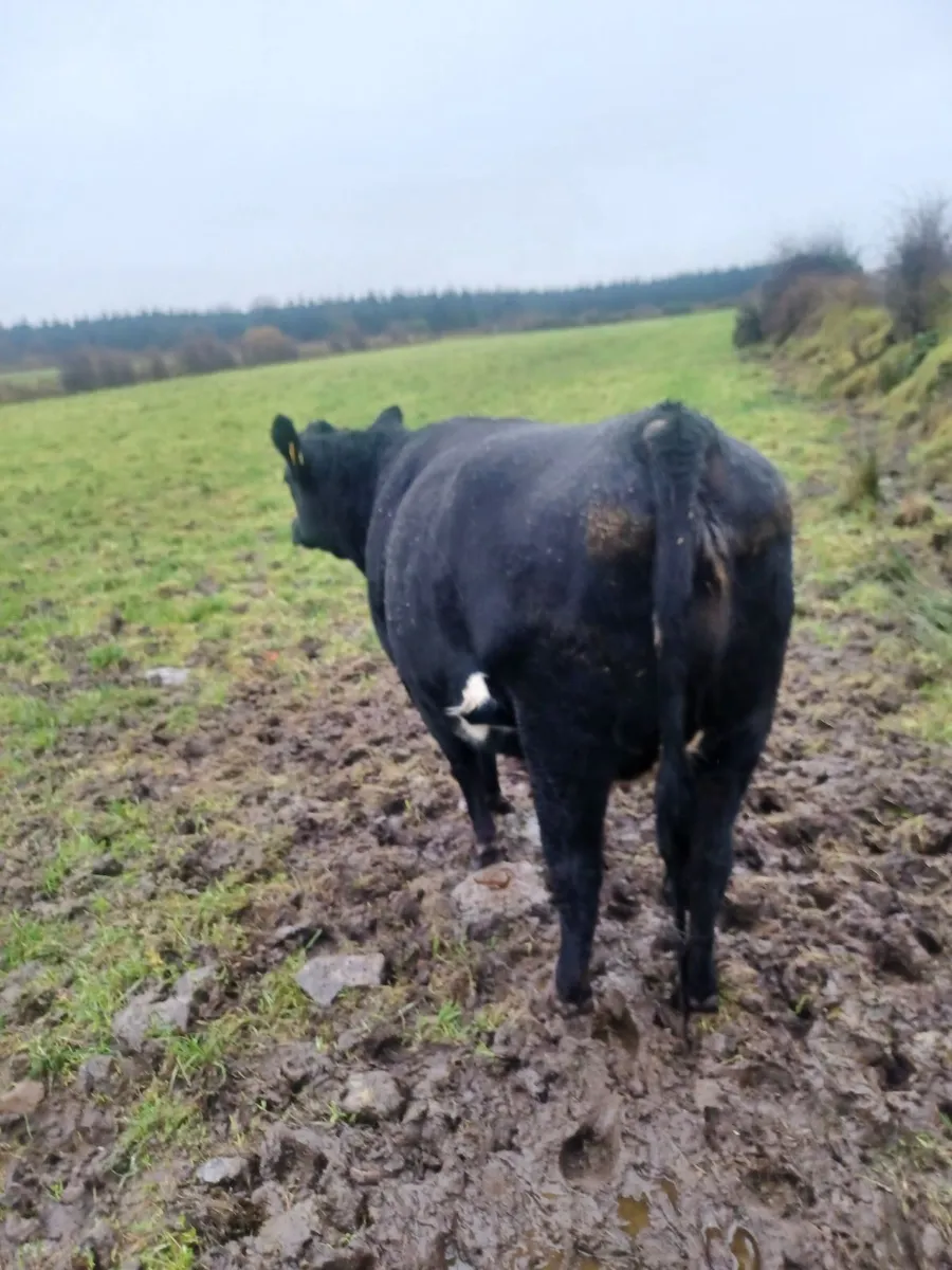 Springer heifer for sale - Image 3