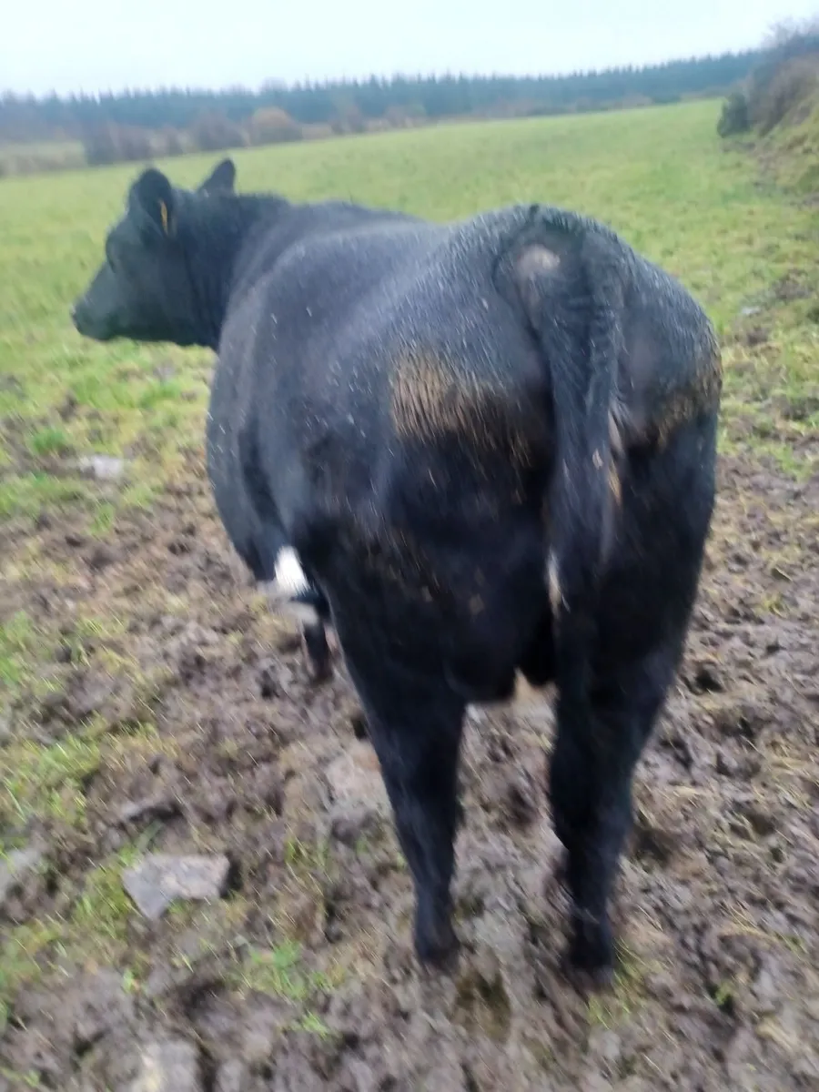 Springer heifer for sale - Image 4