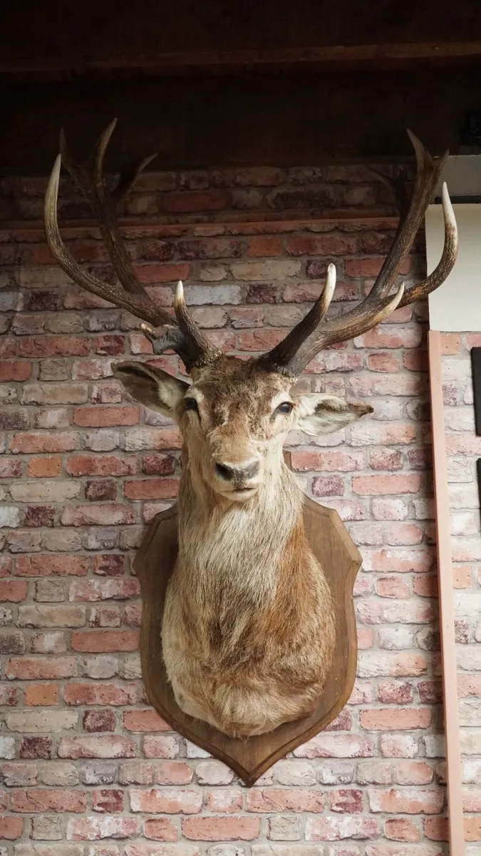 Large Vintage Taxidermy Red Deer Stag Bust - Image 2
