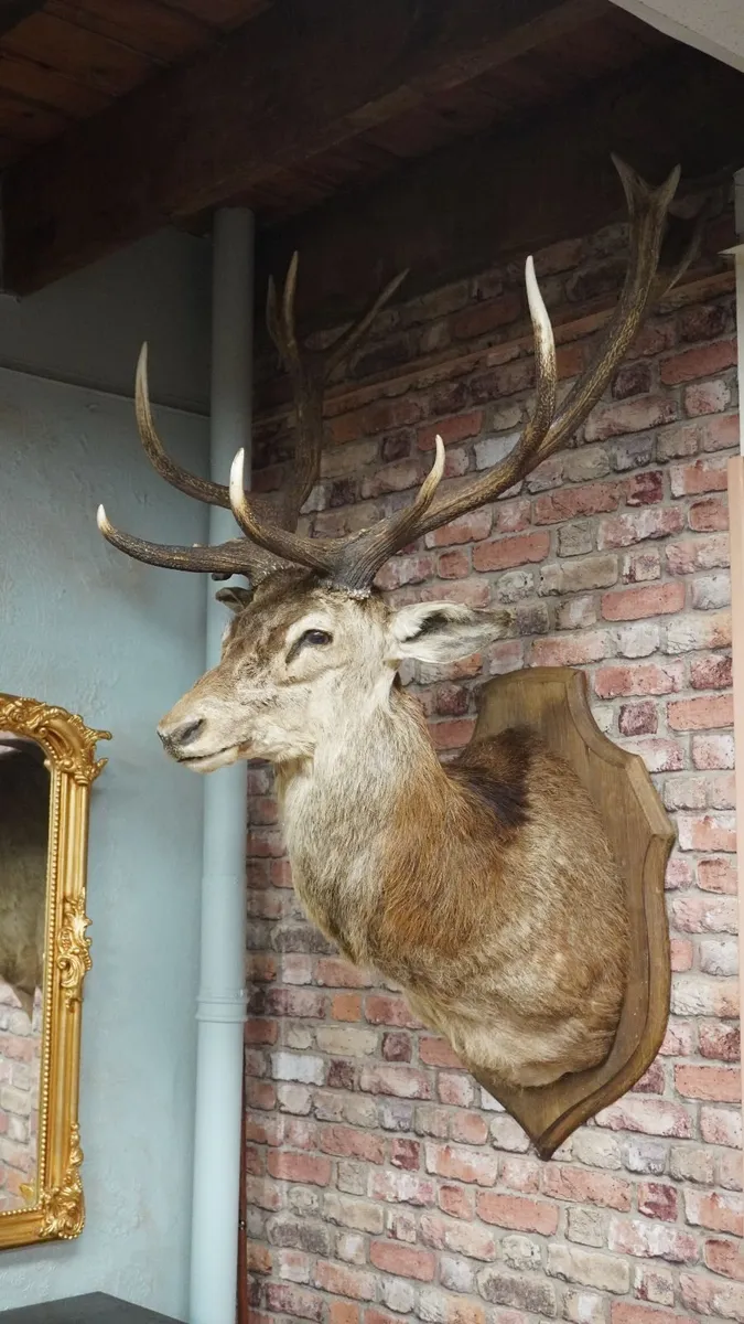 Large Vintage Taxidermy Red Deer Stag Bust - Image 3