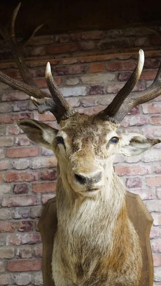 Large Vintage Taxidermy Red Deer Stag Bust - Image 4