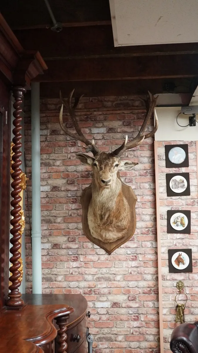 Large Vintage Taxidermy Red Deer Stag Bust - Image 1
