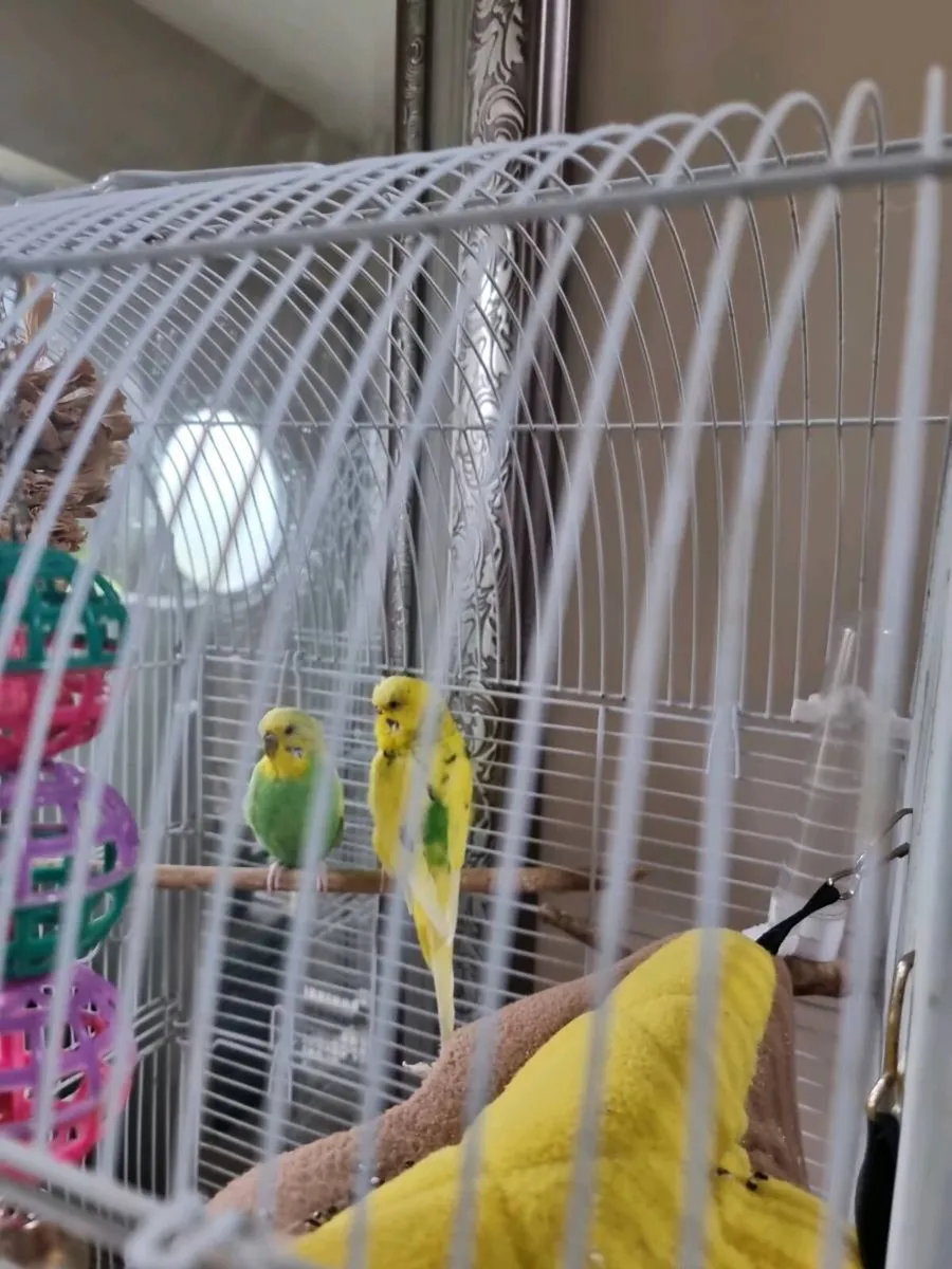 Budgies - Image 1