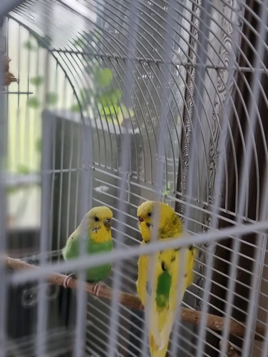 Budgies - Image 2