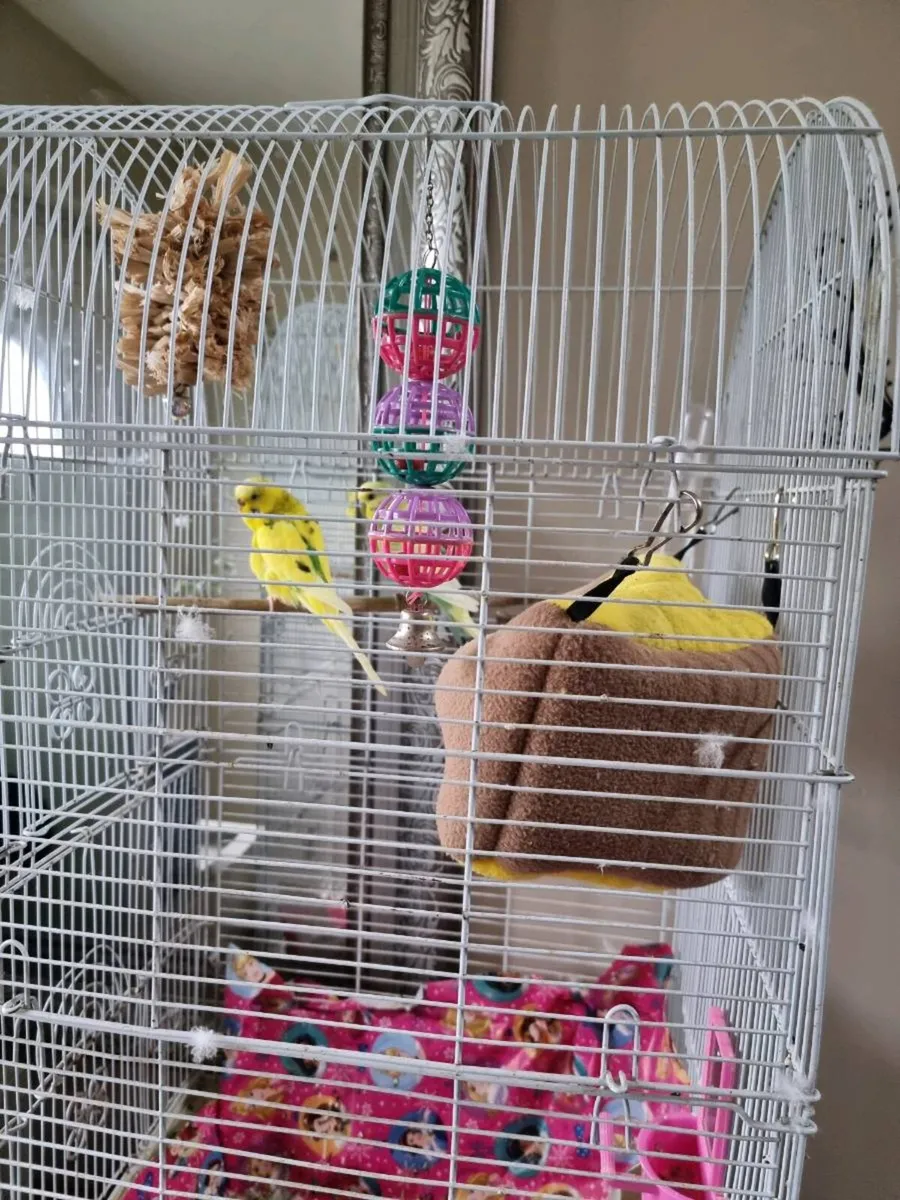 Budgies - Image 3