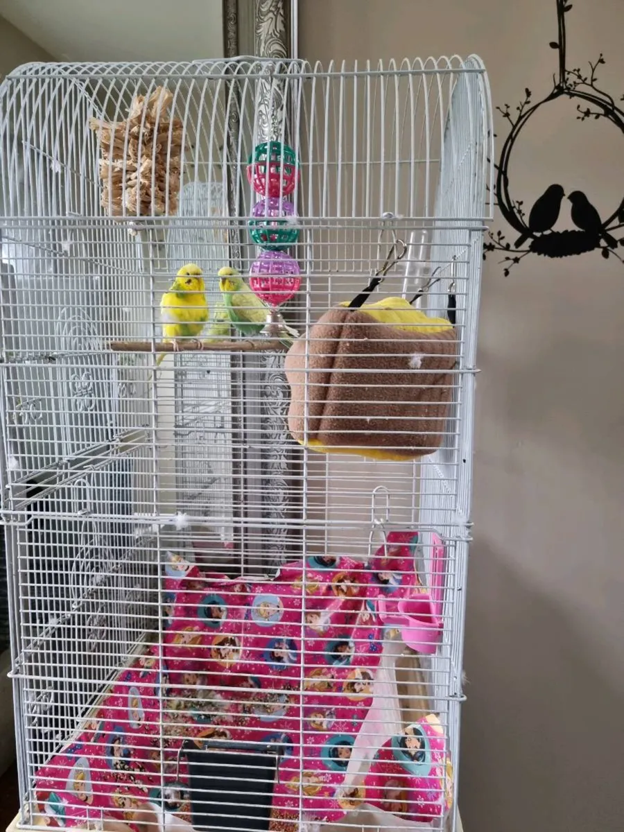 Budgies - Image 4