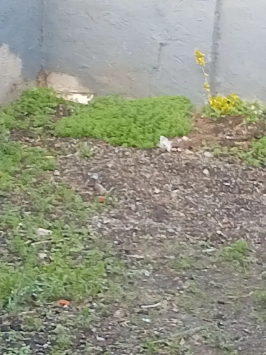 Rubbish removal - Image 2