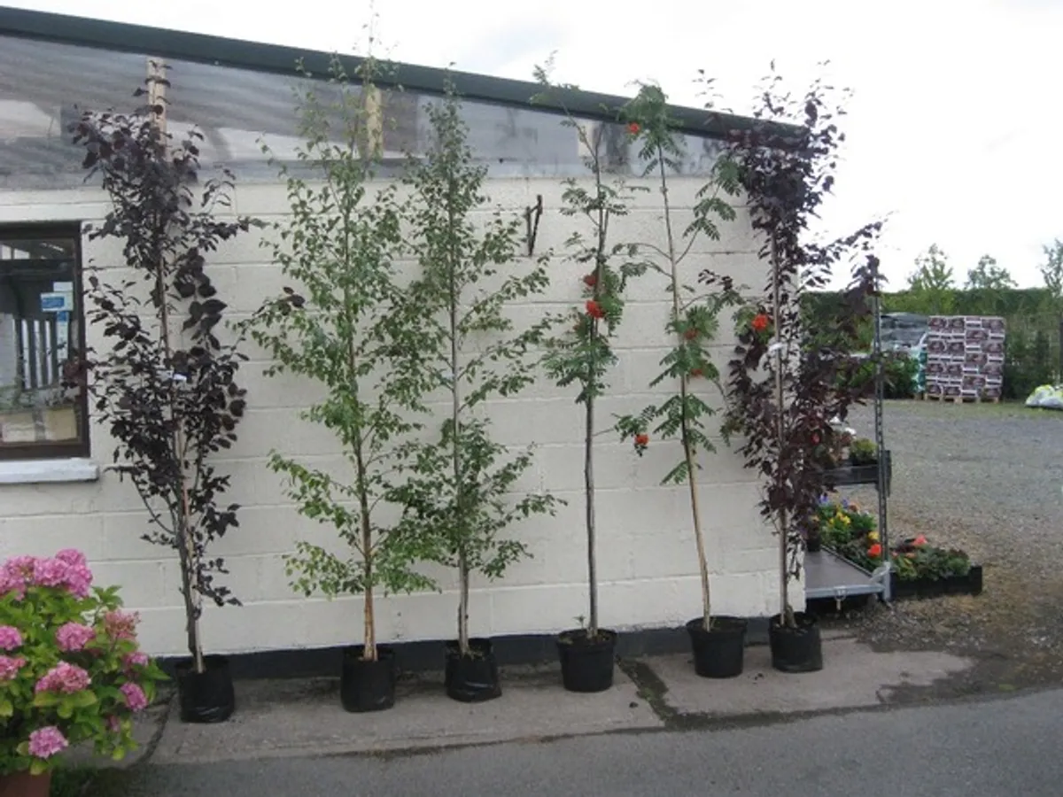 Trees and   hedging - Image 1