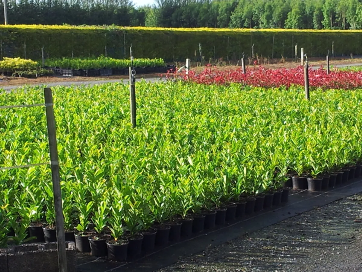 Laurel hedging potted 2 ft tall €4 - Image 2