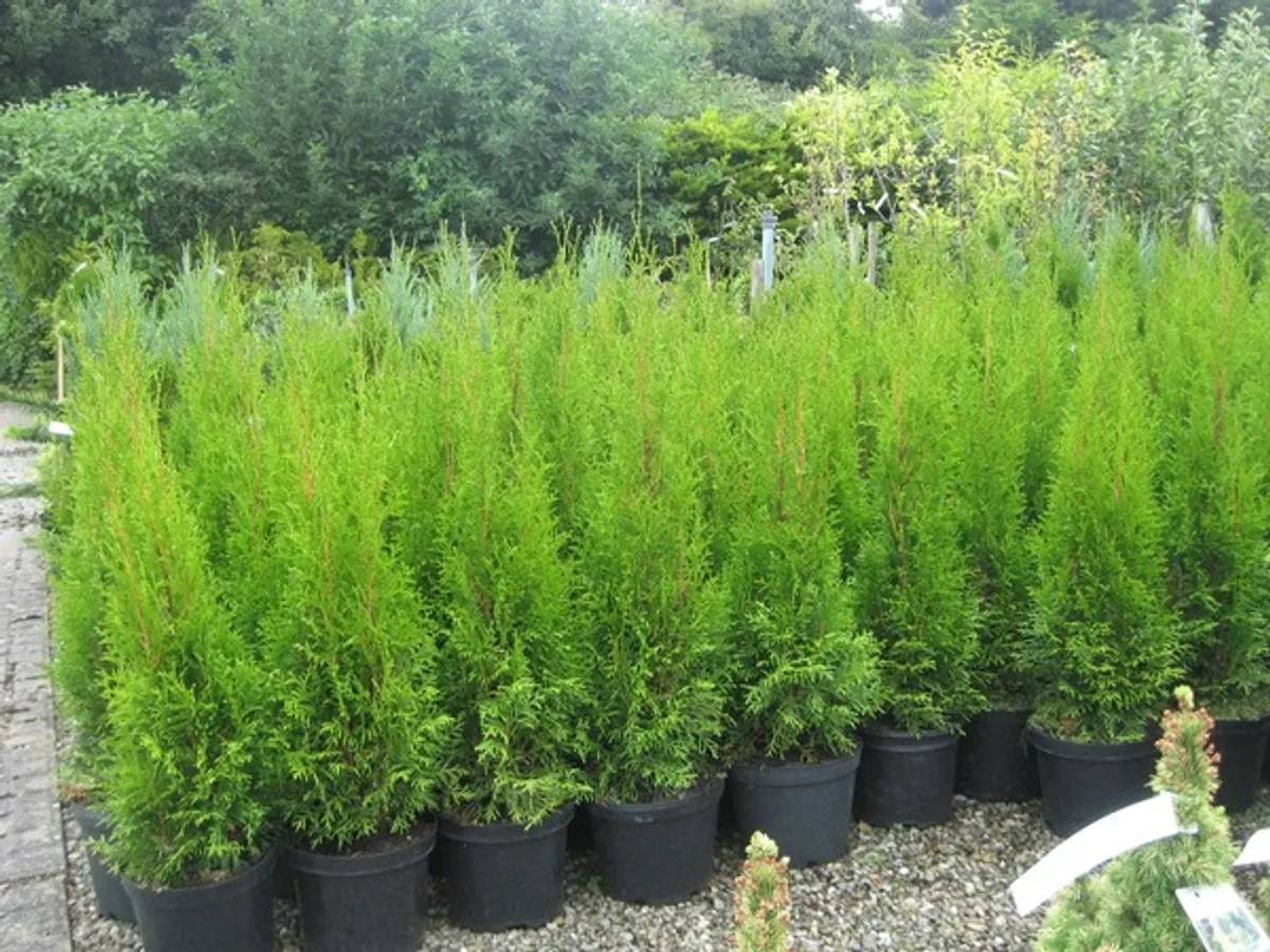 Leylandii  hedging - Image 4