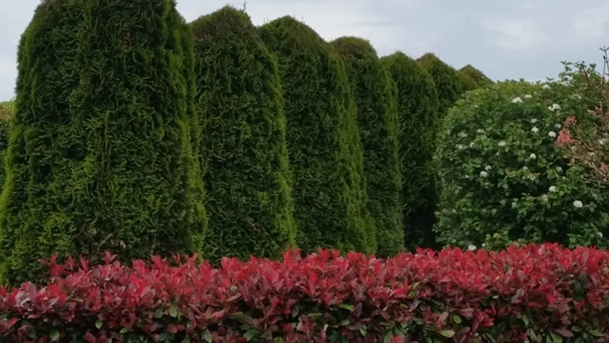 Laurel hedging potted 2 ft tall €4 - Image 3