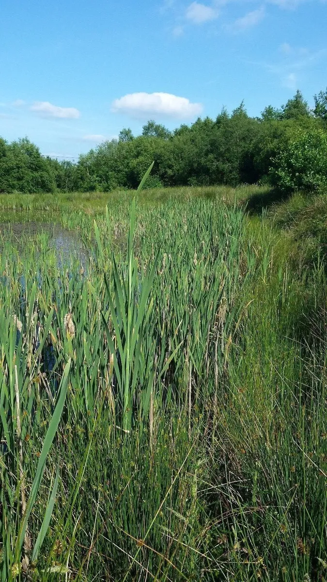 Wetland plants and Willow for sale - Image 1
