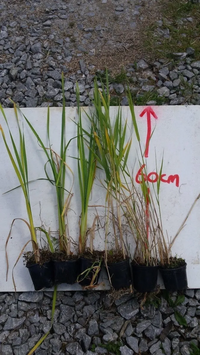 Wetland plants and Willow for sale - Image 2