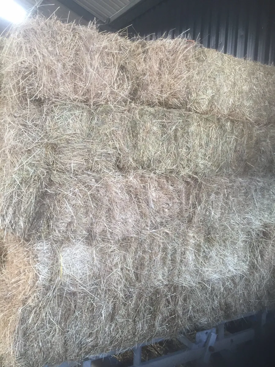 Square Bales (Hay) - Image 2