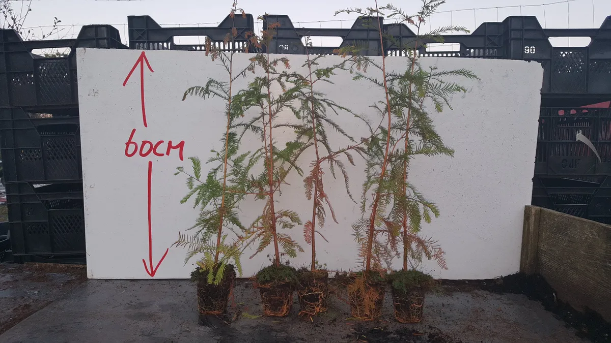 Wetland plants and Willow for sale - Image 3