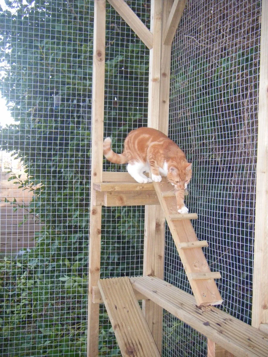 Cat Runs & Cat Houses - Image 2