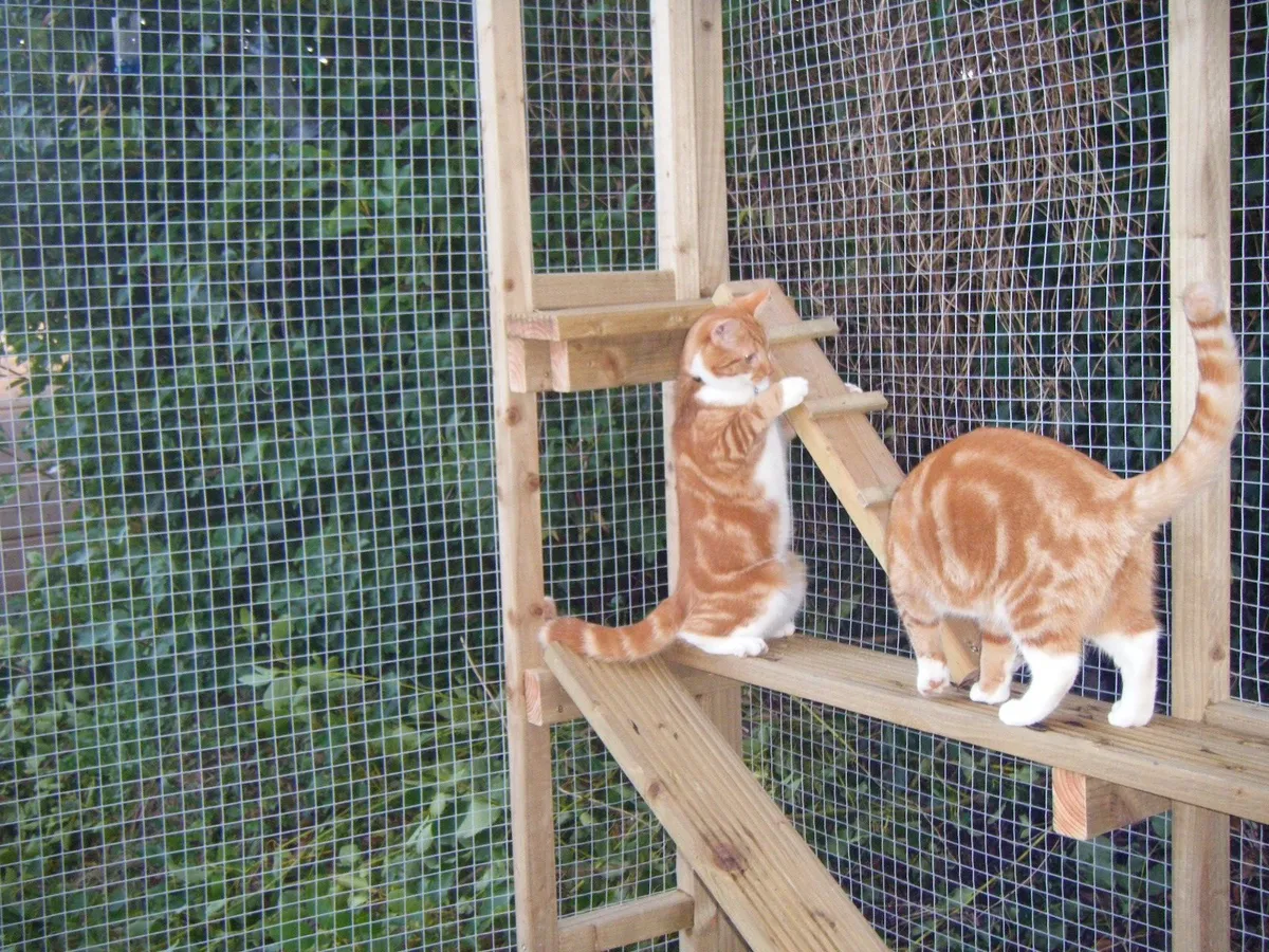 Cat Runs & Cat Houses - Image 1