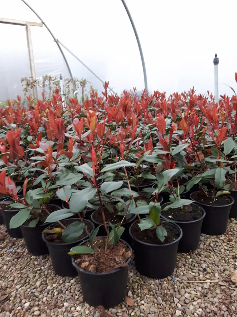 Griselinia hedging - Image 3