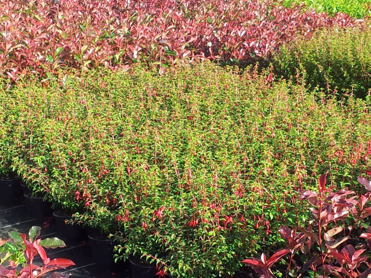Laurel hedging potted 2 ft tall €4 - Image 4