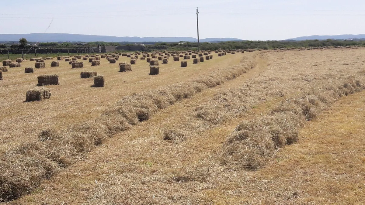2026 Hay small Squares.  Round hay 4x4. - Image 1