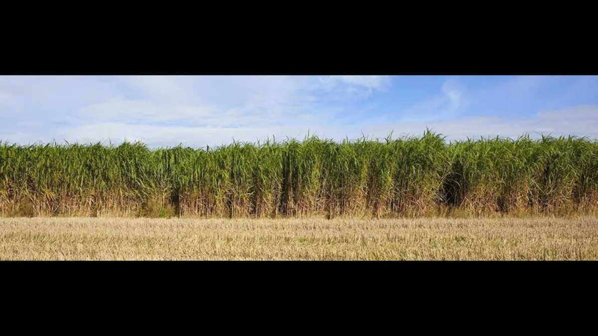 Miscanthus Shavings without the dust !. - Image 4