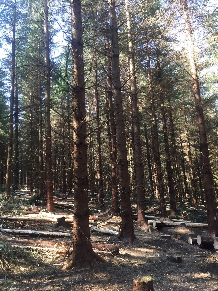 Forestry Wanted Thinning / Clearfell - Image 3