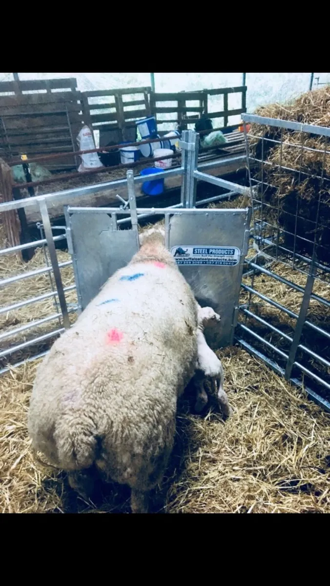 Universal adoption front - Image 1