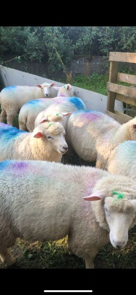 property for sale galway ny | 18 Sheep Ads For Sale in Ireland | DoneDeal