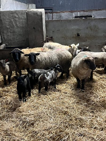 e-1-sheep-ad-for-sale-in-ireland-donedeal