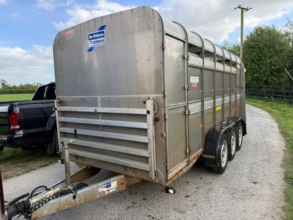 2021 Ifor Williams 14ft  Cattle  & Sheep Trailer 387409044