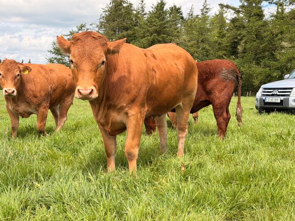 4* & 5* Limousine Breeding Heifers 388313601